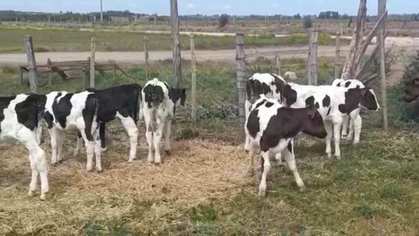 Lote (Vendido)21 Terneros Holando HOLANDO 90kg - , San José