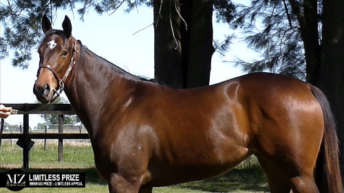 Lote LIMITLESS PRIZE (WINNING PRIZE - LIMITLESS APPEAL)