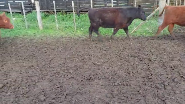 Lote 100 Novillitos y vaquillonas en Coronel Vidal