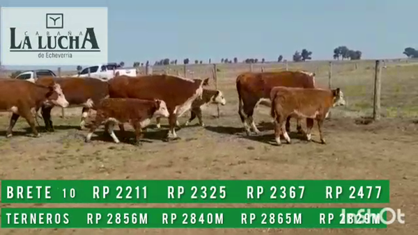 Lote PIEZAS DE CRIAS PI CON MACHOS