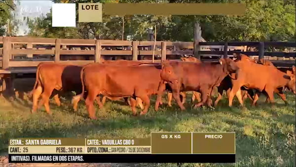 Lote LOTE 42 - 25 VACAS CBO 0