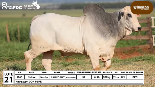 Lote Lote 21