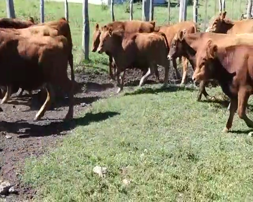 Lote 23 Terneros en Villaguay, Entre Ríos