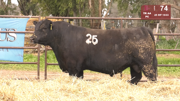 25 1833 — TOROS ANGUS NEGROS  PC