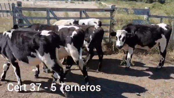 Lote TERNEROS