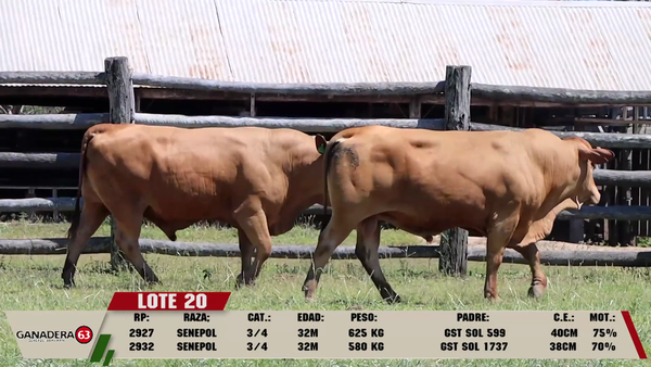 Lote LOTE 20