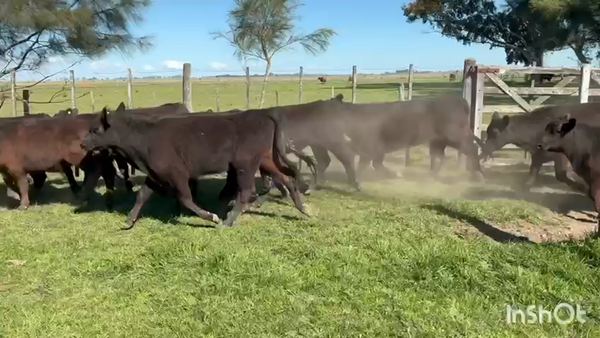 Lote 60 Vaquillonas