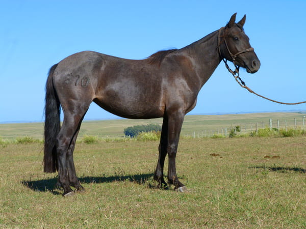 Lote Intima del Cerro Grande