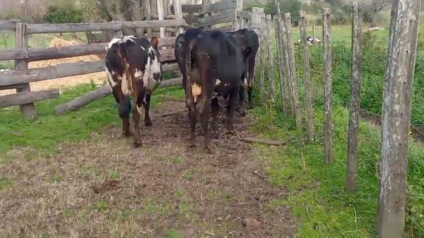 Lote 3 Vaca 450kg - , San José