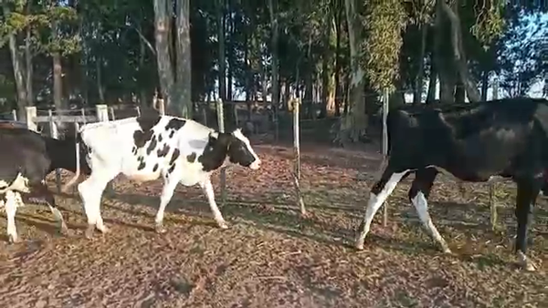 Lote 30 Novillos Holando