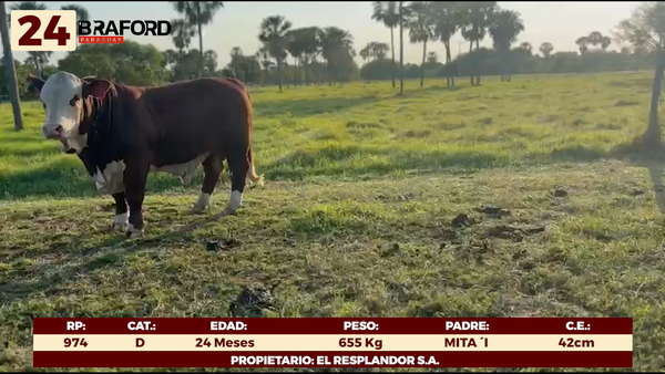 Lote LOTE 24 - TOROS DE CAMPO
