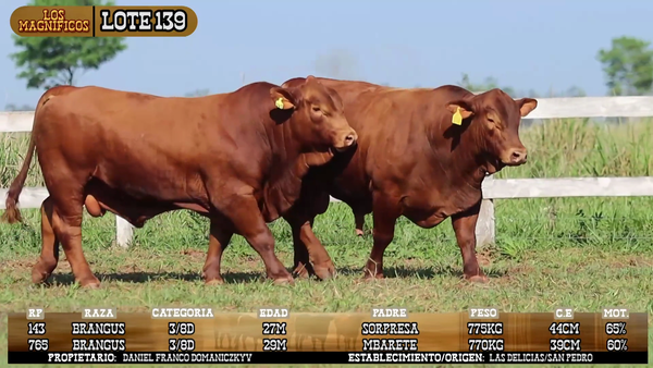 Lote LOTE 139