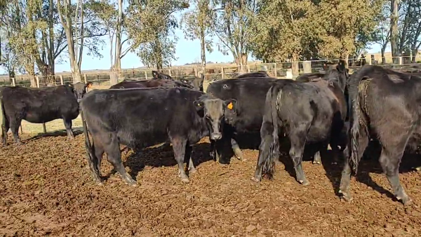 Lote Vaquillonas PC  "Udalem" de Eduardo Alem