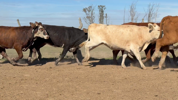 Lote 88 Vacas de invernar en Corrientes, Paso de Los Libres