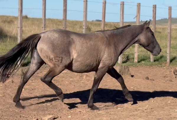 Lote SUDESTADA DEL CEIBAL