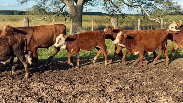 Lote 66 Terneros en Corrientes, Concepción