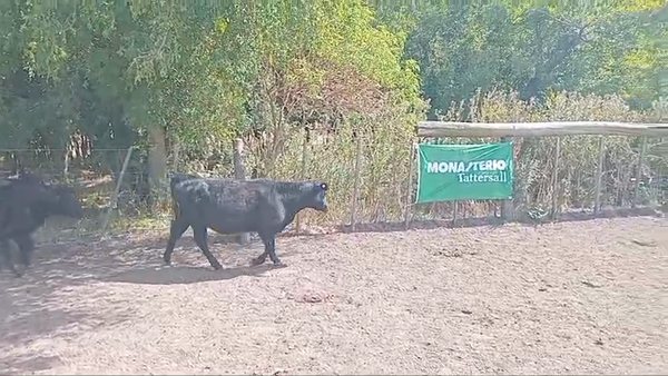 Lote 20 Terneros/as en Chascomús