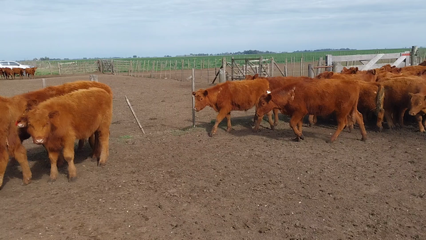 Lote 45 Terneros en Huanguelen, Buenos Aires