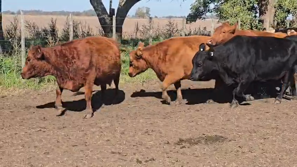 Lote 21 Vacas usadas preñadas