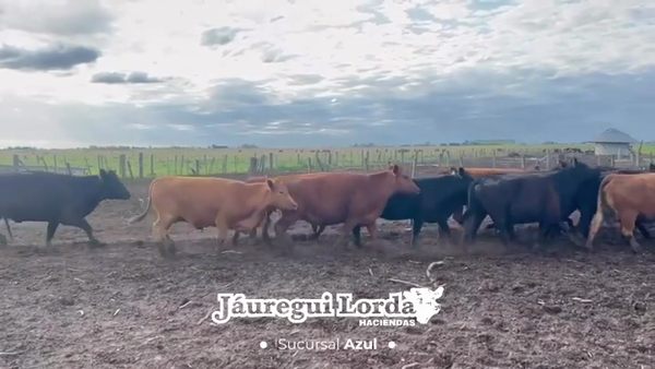 Lote 28 Vaquillonas C/ gtia de preñez