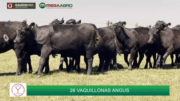 Lote 26 Vaquillonas 1 a 2 años, Salto