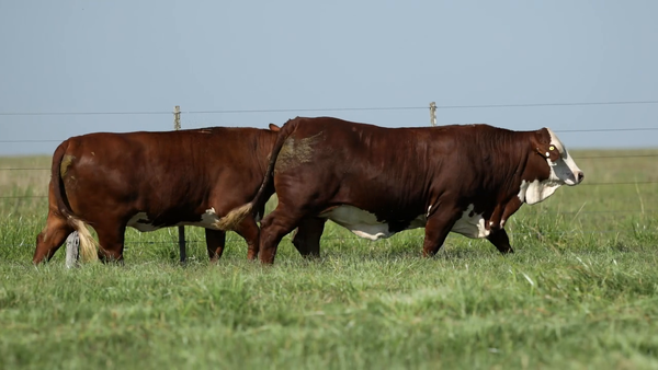Lote Vaquilla Preñada