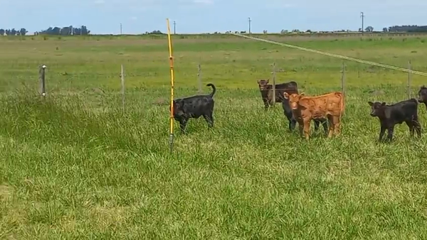 Lote 40 Terneros en Tres Arroyos