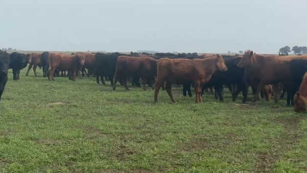 Lote 180 Terneros