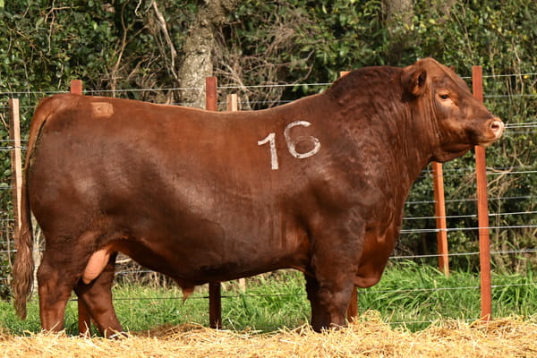 40058 — TOROS ANGUS PC