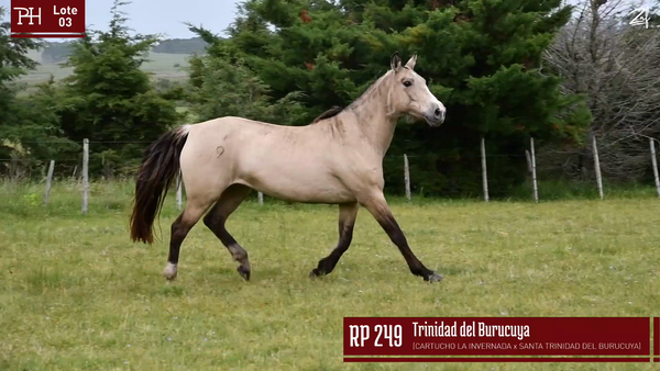 Lote TRINIDAD DEL BURUCUYA