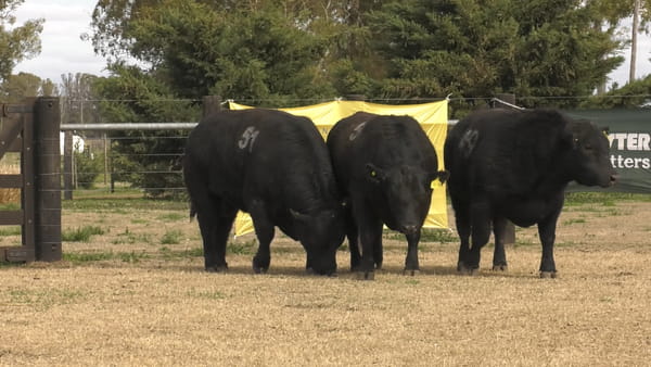 Lote TOROS ANGUS PUROS CONTROLADOS