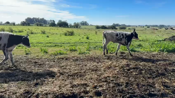 Lote TERNERAS