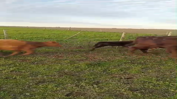 Lote 18 Vacas CUT con cría en Daireaux