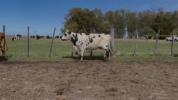 Lote VACA DE INVERNADA