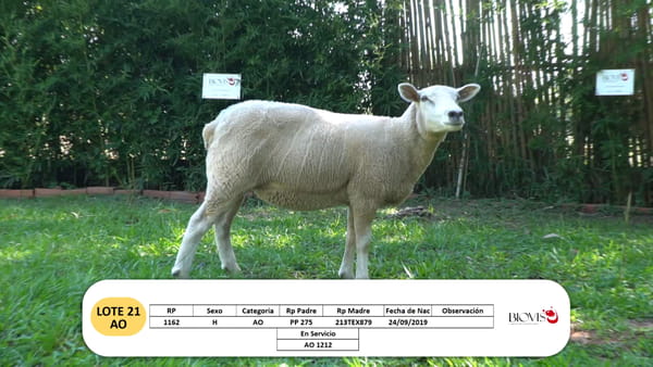 Lote Lote 21- AO