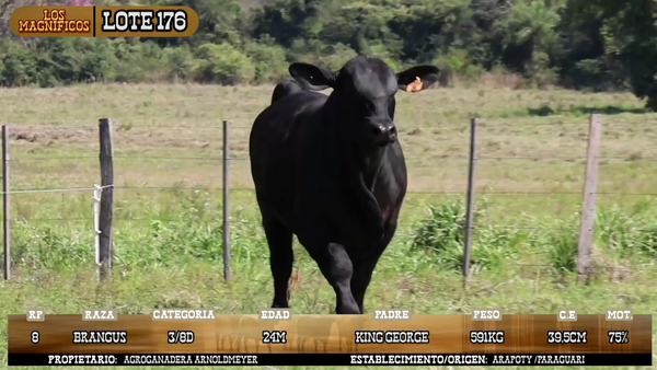 Lote LOTE 176