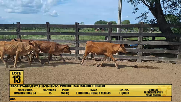 Lote LOTE 13