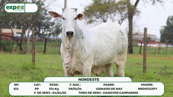 Lote Hembras, Concepción