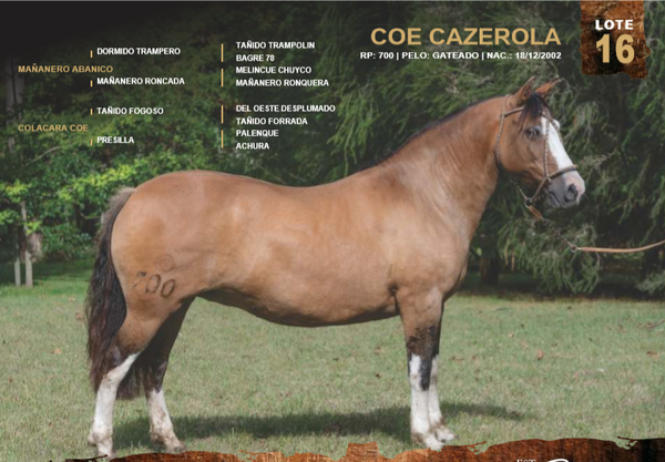 Lote COE CAZEROLA