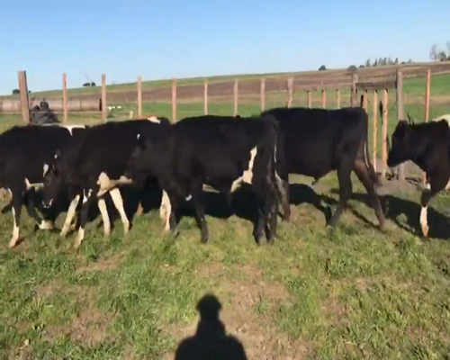 Lote (Vendido)16 Terneros holando 268kg -  en Mundo Azul