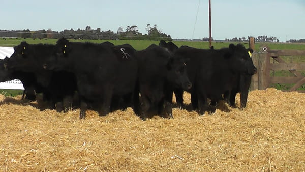 Lote VAQUILLONAS PREÑADAS NEGRAS