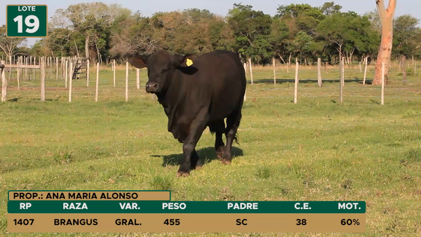 Lote TOROS LOTE 19