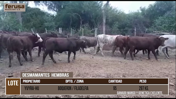 Lote LOTE 12 - 95 DESMAMANTES HEMBRAS CBO 2