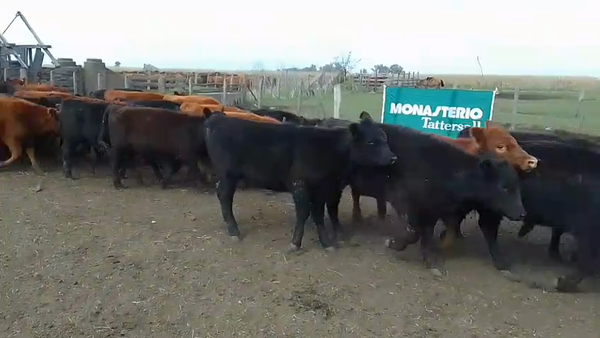 Lote 70 Terneras en Rauch