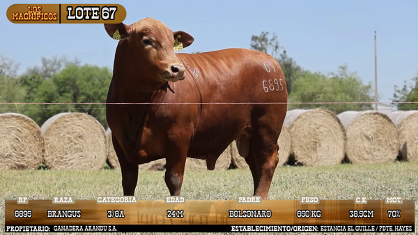 Lote LOTE 67 - VIVO