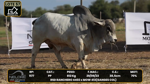 Lote LOTE 57