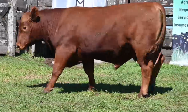 Lote TOROS PI 2 AÑOS RP 908 7123 898