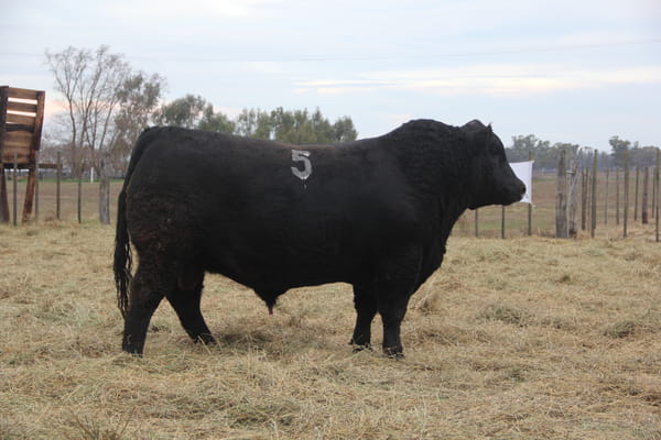 Lote TOROS PUROS DE PEDIGREE