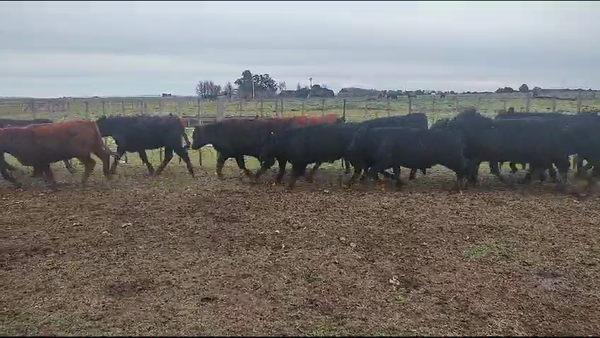 Lote 170 Novillitos en Coronel Suarez, Buenos Aires