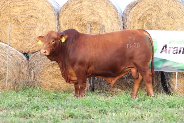 Lote LOTE 79